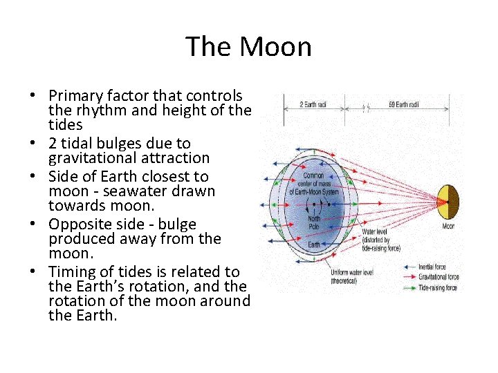 The Moon • Primary factor that controls the rhythm and height of the tides