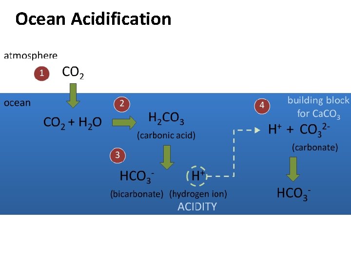 Ocean Acidification 