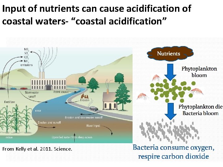 Input of nutrients can cause acidification of coastal waters- “coastal acidification” From Kelly et