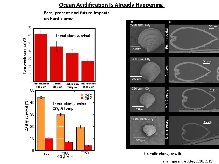 Ocean Acidification Is Already Happening Present Two week survival (%) Larval clam survival 50
