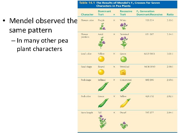  • Mendel observed the same pattern – In many other pea plant characters