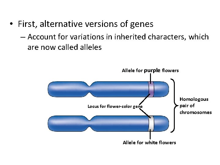  • First, alternative versions of genes – Account for variations in inherited characters,