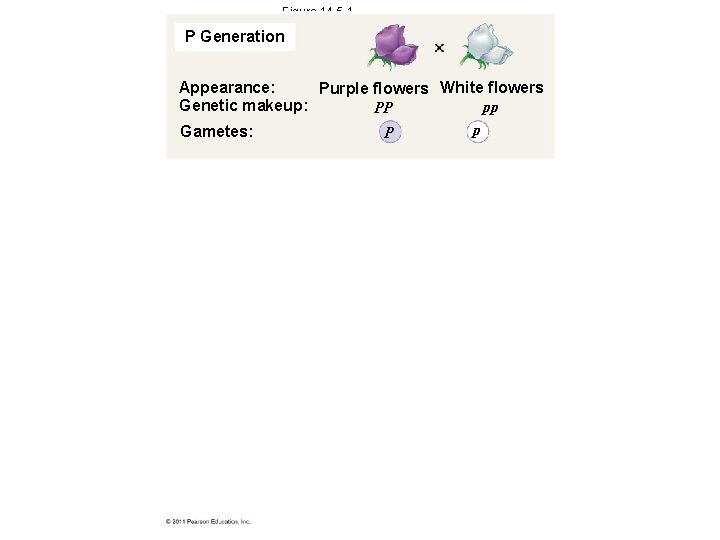 Figure 14. 5 -1 P Generation Appearance: Purple flowers White flowers Genetic makeup: pp