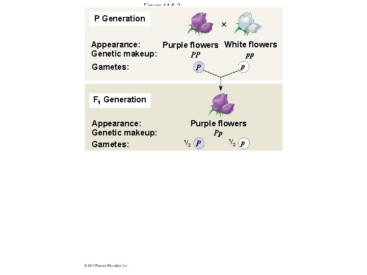 Figure 14. 5 -2 P Generation Appearance: Purple flowers White flowers Genetic makeup: pp