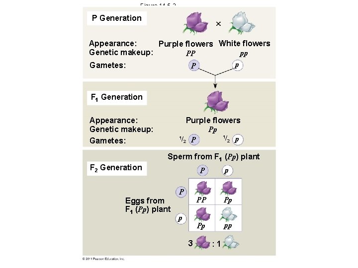 Figure 14. 5 -3 P Generation Appearance: Purple flowers White flowers Genetic makeup: pp