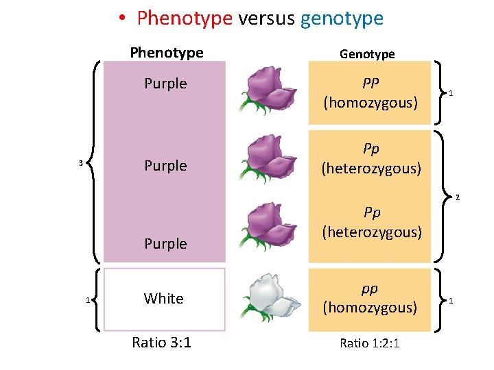  • Phenotype versus genotype Phenotype Genotype Purple PP (homozygous) Purple 3 Purple 1