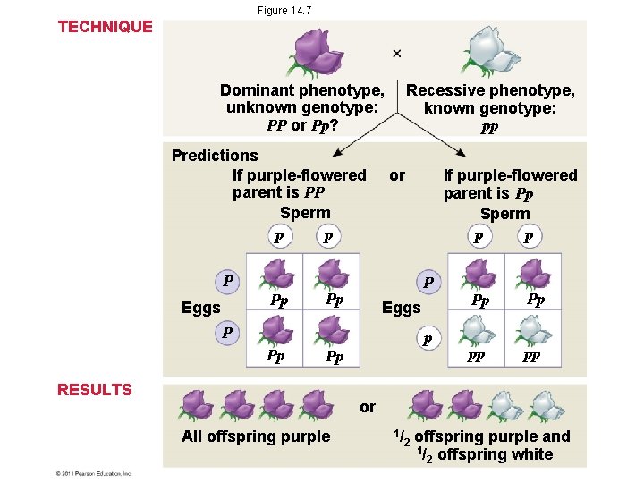 Figure 14. 7 TECHNIQUE Dominant phenotype, unknown genotype: PP or Pp? Predictions If purple-flowered