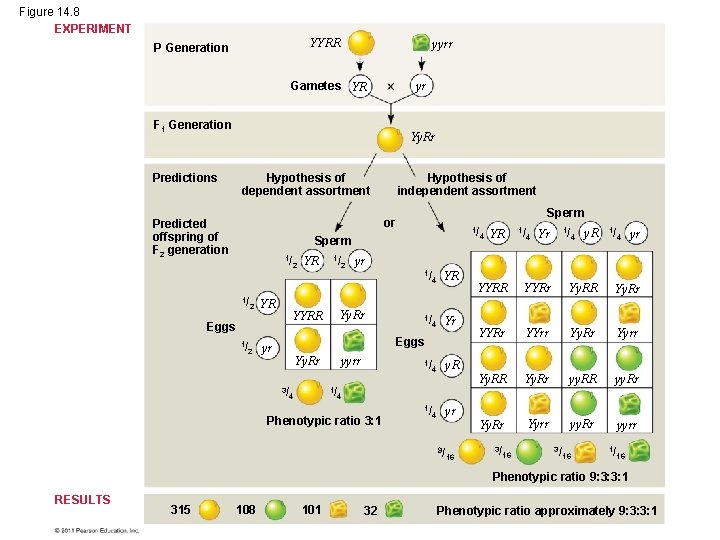 Figure 14. 8 EXPERIMENT YYRR P Generation yyrr Gametes YR yr F 1 Generation