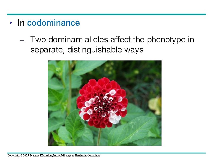  • In codominance – Two dominant alleles affect the phenotype in separate, distinguishable