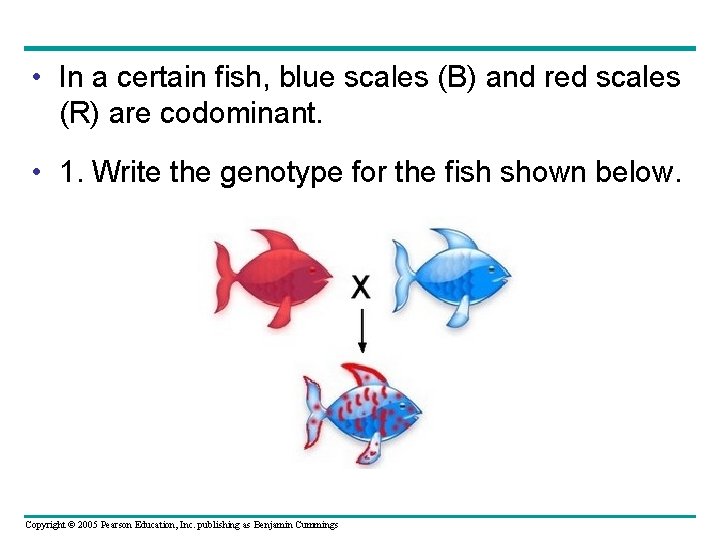  • In a certain fish, blue scales (B) and red scales (R) are