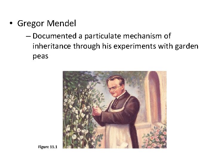  • Gregor Mendel – Documented a particulate mechanism of inheritance through his experiments