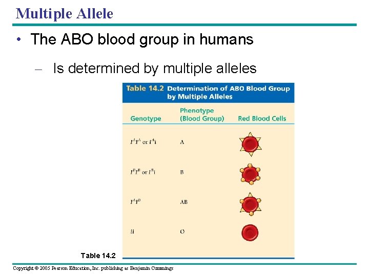 Multiple Allele • The ABO blood group in humans – Is determined by multiple