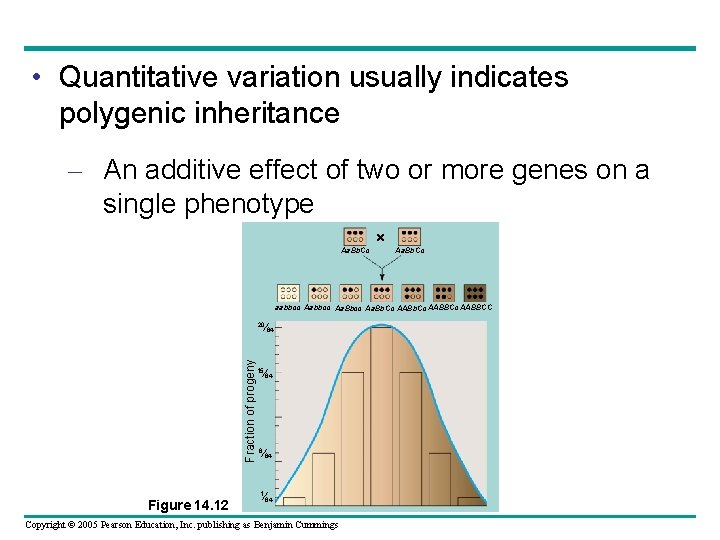  • Quantitative variation usually indicates polygenic inheritance – An additive effect of two