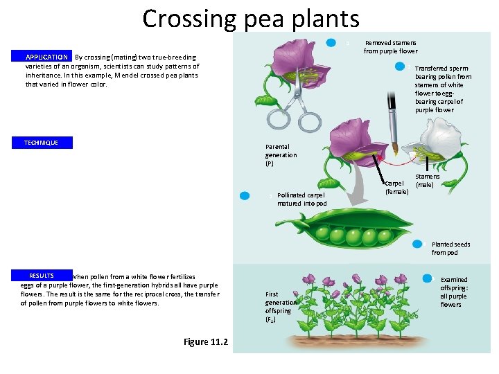 Crossing pea plants 1 APPLICATION By crossing (mating) two true-breeding varieties of an organism,