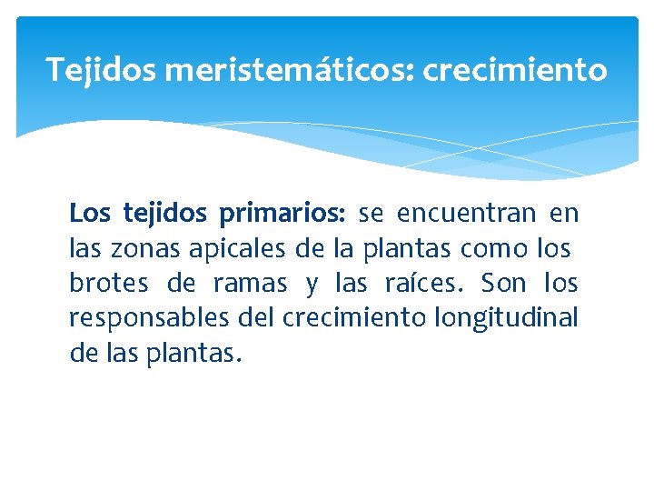 Tejidos meristemáticos: crecimiento Los tejidos primarios: se encuentran en las zonas apicales de la