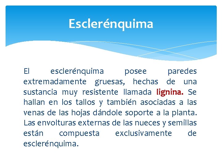 Esclerénquima El esclerénquima posee paredes extremadamente gruesas, hechas de una sustancia muy resistente llamada