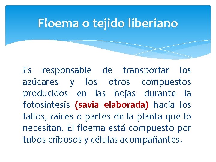 Floema o tejido liberiano Es responsable de transportar los azúcares y los otros compuestos