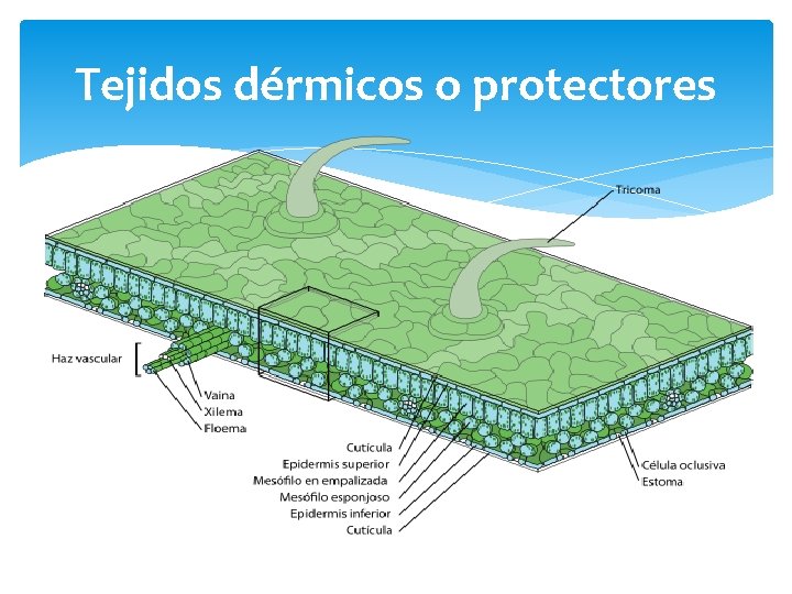 Tejidos dérmicos o protectores 