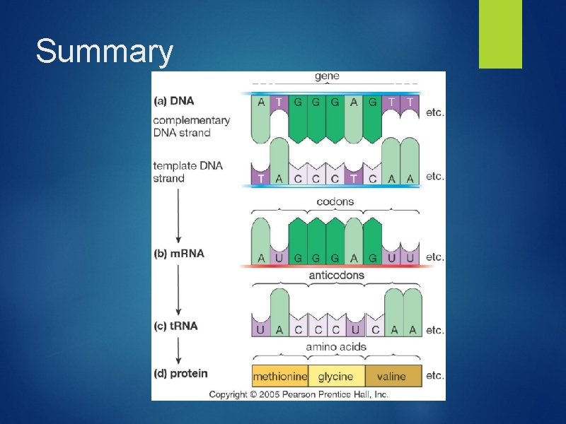 Transcription and Translation From DNA to RNA to