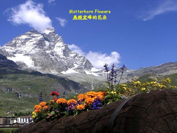 Matterhorn Flowers 馬特宏峰的花朵 