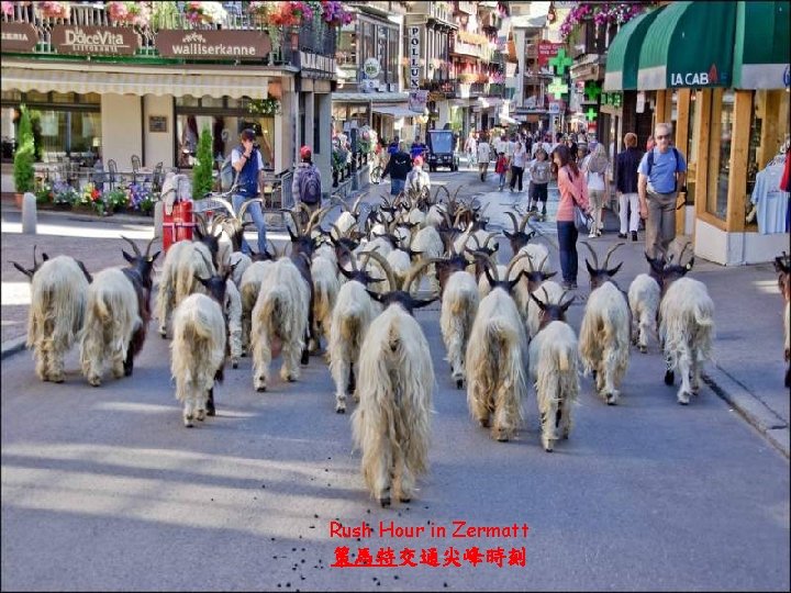 Rush Hour in Zermatt 策馬特交通尖峰時刻 