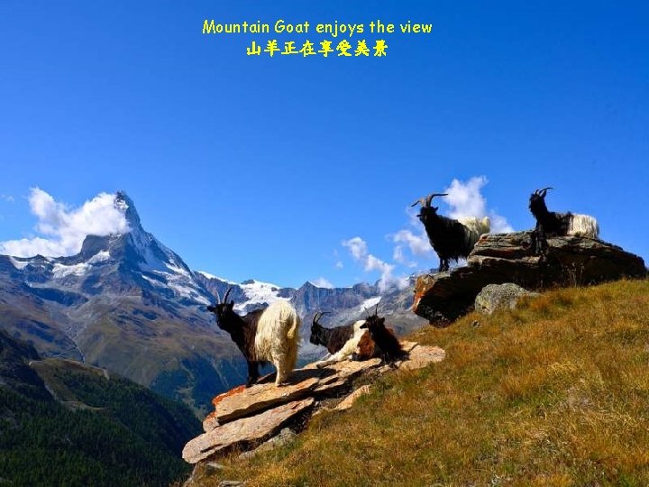 Mountain Goat enjoys the view 山羊正在享受美景 