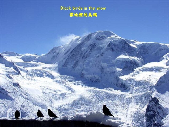 Black birds in the snow 雪地裡的烏鴉 