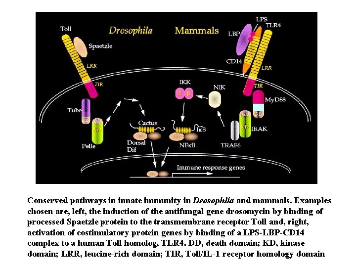 Conserved pathways in innate immunity in Drosophila and mammals. Examples chosen are, left, the