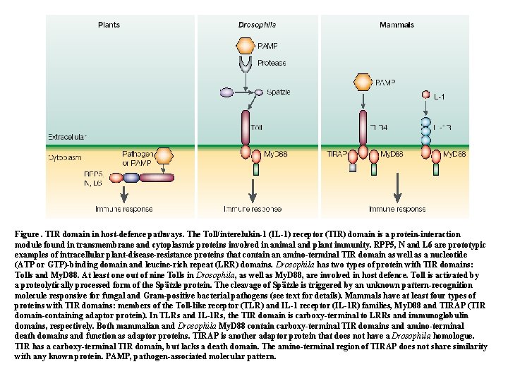 Figure. TIR domain in host-defence pathways. The Toll/interelukin-1 (IL-1) receptor (TIR) domain is a