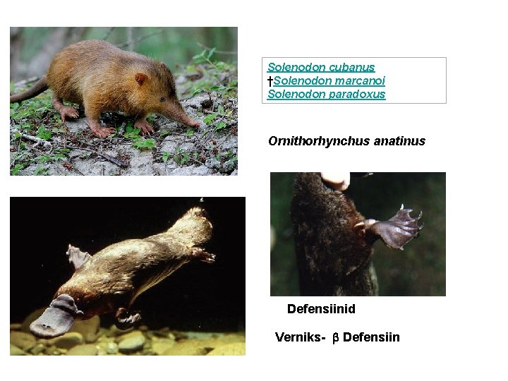 Solenodon cubanus †Solenodon marcanoi Solenodon paradoxus Ornithorhynchus anatinus Defensiinid Verniks- Defensiin 