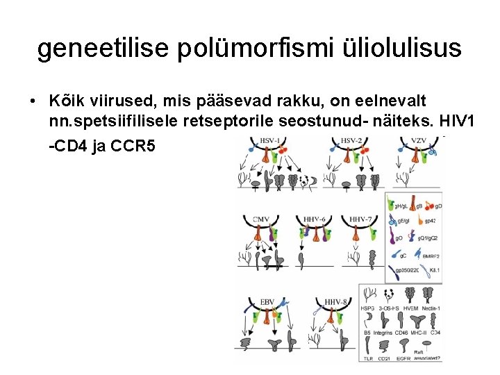 geneetilise polümorfismi üliolulisus • Kõik viirused, mis pääsevad rakku, on eelnevalt nn. spetsiifilisele retseptorile