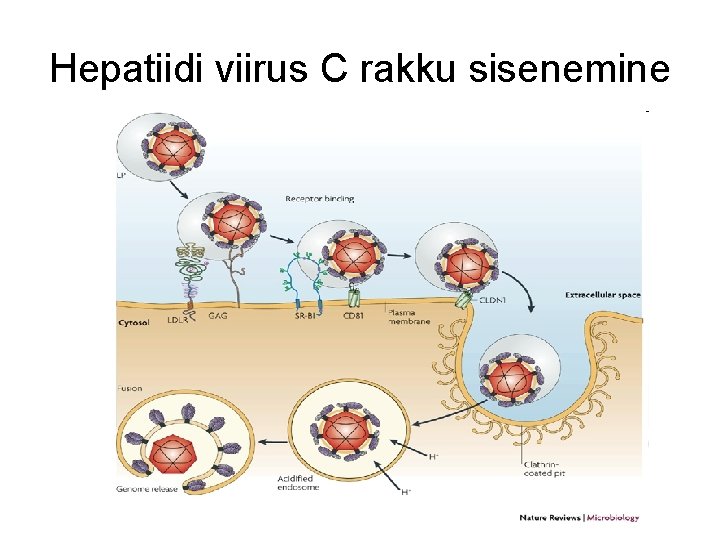 Hepatiidi viirus C rakku sisenemine 