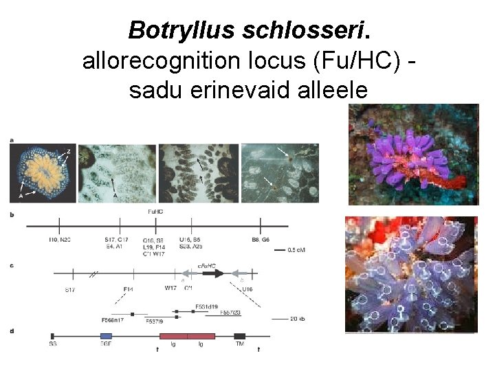 Botryllus schlosseri. allorecognition locus (Fu/HC) sadu erinevaid alleele 
