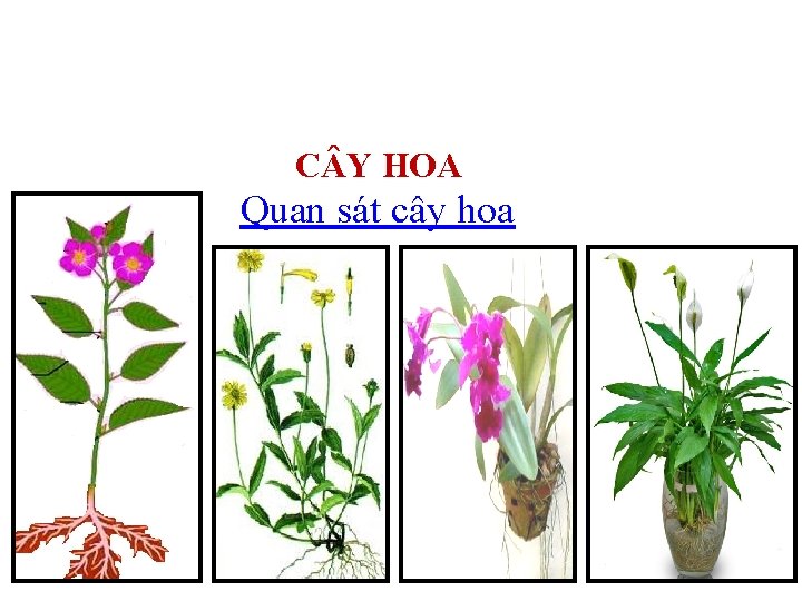 C Y HOA Quan sát cây hoa 