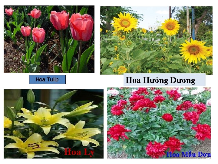 Hoa Hướng Dương Hoa Tulip Hoa Ly Hoa Mẫu Đơn 