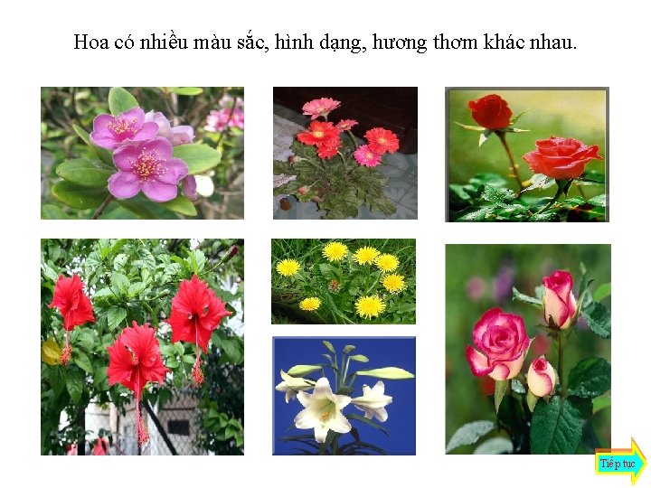 Hoa có nhiều màu sắc, hình dạng, hương thơm khác nhau. Tiếp tục 