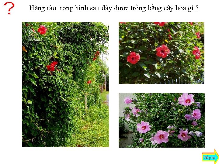 Hàng rào trong hình sau đây được trồng bằng cây hoa gì ? Tiếp