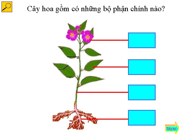 Cây hoa gồm có những bộ phận chính nào? hoa lá thân rễ Tiếp