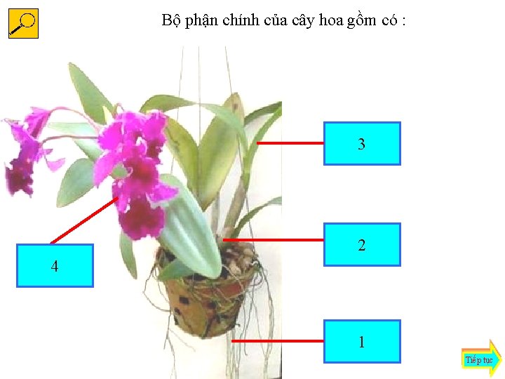 Bộ phận chính của cây hoa gồm có : lá 3 thân 2 hoa