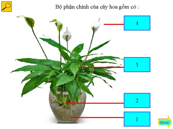 Bộ phận chính của cây hoa gồm có : hoa 4 lá 3 thân