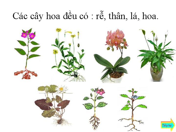 Các cây hoa đều có : rễ, thân, lá, hoa. Tiếp tục 