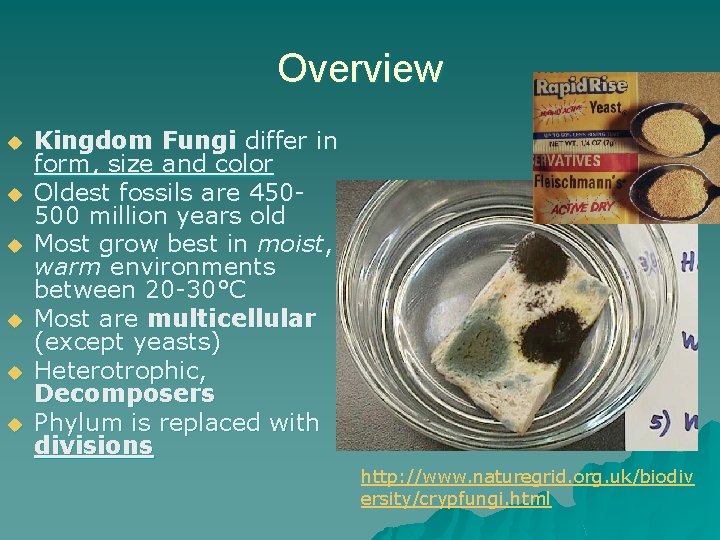 Overview u u u Kingdom Fungi differ in form, size and color Oldest fossils