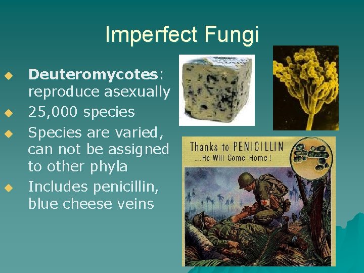 Imperfect Fungi u u Deuteromycotes: reproduce asexually 25, 000 species Species are varied, can