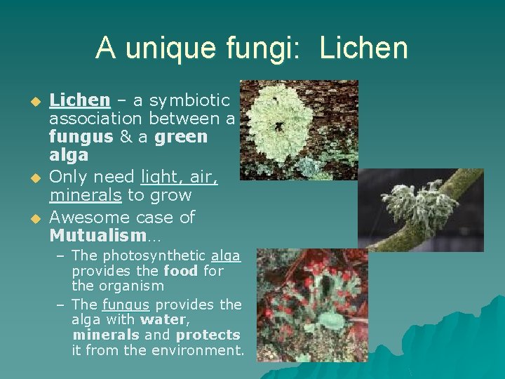 A unique fungi: Lichen u u u Lichen – a symbiotic association between a