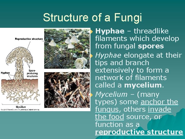 Structure of a Fungi Hyphae – threadlike filaments which develop from fungal spores u