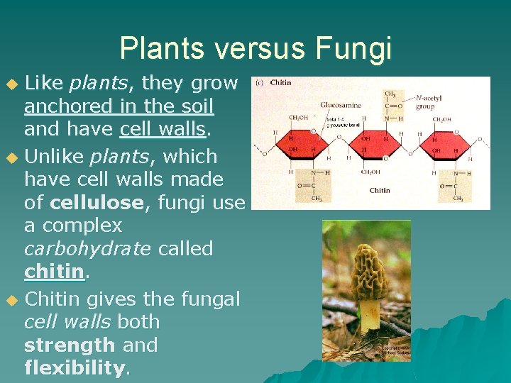 Plants versus Fungi Like plants, they grow anchored in the soil and have cell