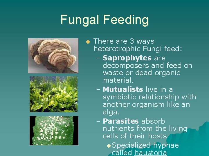 Fungal Feeding u There are 3 ways heterotrophic Fungi feed: – Saprophytes are decomposers