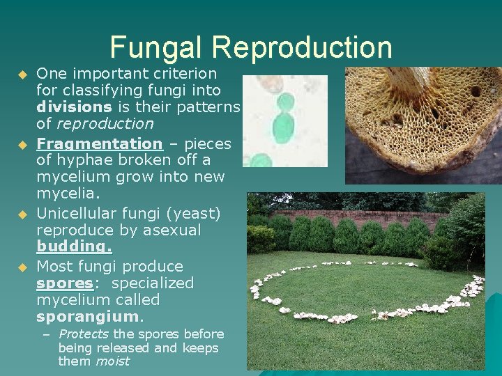 Fungal Reproduction u u One important criterion for classifying fungi into divisions is their