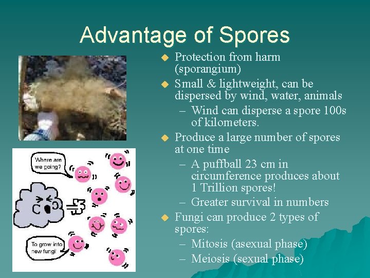 Advantage of Spores u u Protection from harm (sporangium) Small & lightweight, can be