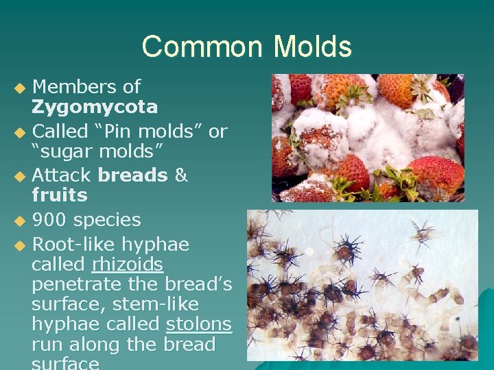 Common Molds Members of Zygomycota u Called “Pin molds” or “sugar molds” u Attack